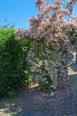 Foto - Kleingarten, Schwarzer Bär, Torgau