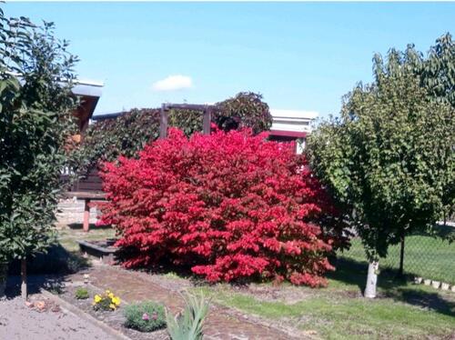 Foto - Grundst&uuml;ck in Torgau