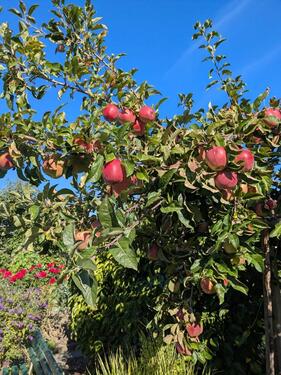 Foto - Grundst&uuml;ck zur Miete in Dresden