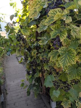 Foto - Grundst&uuml;ck in Dresden