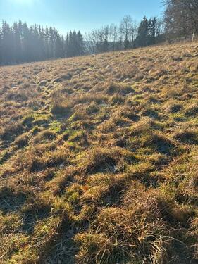 Foto - Wiese zu verpachten - 150,00&nbsp;EUR Kaltmiete, ca.&nbsp; 0,00&nbsp;m&sup2;