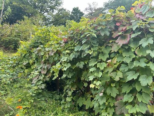 Foto - Grundstück in Wuppertal