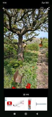 Foto - Garten Stadtfeld West abzugeben