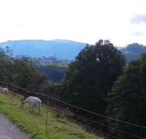 Winter-Schnäppchen! 630qm Freizeitgrundstück nahe der Murg - Forbach