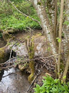 Foto - Grundst&uuml;ck zur Miete in Albstadt