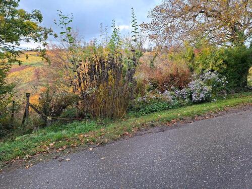 Foto - Gartengrundstück mieten ab 03.2026