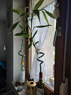 Foto - Wohnung + Tiefgaragenstellplatz zu vermieten vom 01.06.-30.06.26