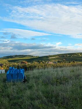 Foto - Weinberg in Oberottweil - 300,00&nbsp;EUR Kaltmiete, ca.&nbsp; 0,00&nbsp;m&sup2;