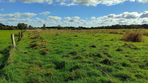 Foto - Grünland - Koppel - Weide 1,4 ha zu verpachten
