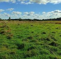 Grünland - Koppel - Weide 1,4 ha zu verpachten - Rendsburg
