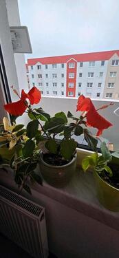 Foto - Etagenwohnung in Torgau zur Miete