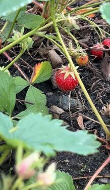 Foto - Grundst&uuml;ck zur Miete in Leipzig