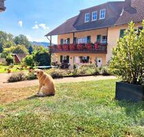 Pferdehof Bauernhof Pferdestell Reiterhof Resthof - Birkenfeld