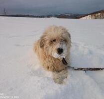 Appartement zu vermieten,Tiere u Kinder kein Problem - Netphen
