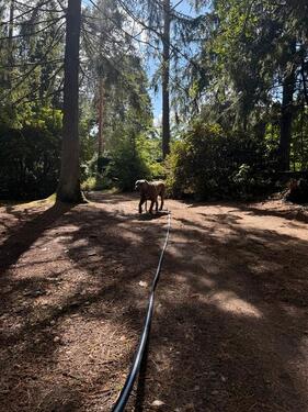 Foto - 3 Zimmer Einfamilienhaus in Jesteburg