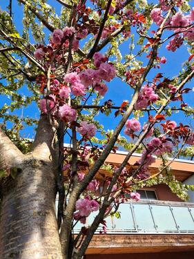 Foto - 7 Zimmer Einfamilienhaus zum Kaufen in Neustadt am Rübenberge