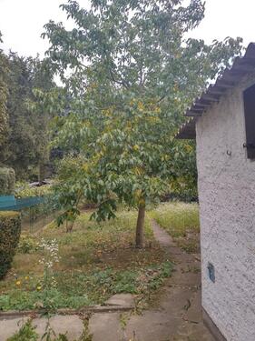 Foto - Einfamilienhaus in Goslar zum Kaufen