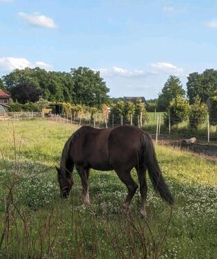 Foto - Haus mit Pferdehaltung und Nebengebäuden vor Westerstede