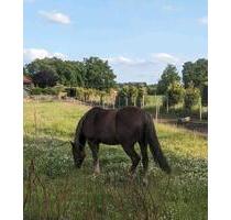 Haus mit Pferdehaltung und Nebengebäuden vor Westerstede