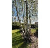 BauflächeBauplatzBaugrundstück bis 2.300 qm - teilbar, 2 VG, WA - Landesbergen