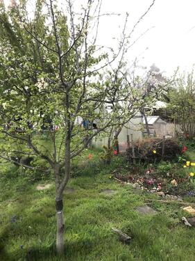 Foto - Kleingarten zum Pachten mit Steinhaus abzugeben