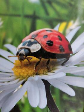 Foto - Norderbrarup: 3,5 ZW, EBK, Terrasse, Garten, 2 Stellplätze