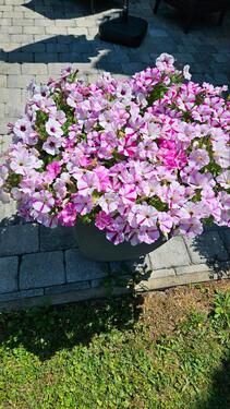 Foto - 4 Zimmerwohnung - 800,00&nbsp;EUR Kaltmiete, ca.&nbsp; 120,00&nbsp;m&sup2;