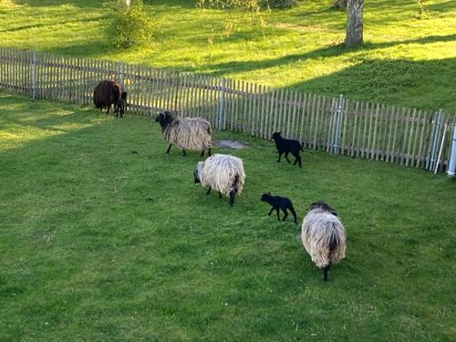 Foto - 2 Zimmer Erdgeschoßwohnung zur Miete in Langenleuba-Niederhain