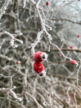 Foto - andere in Nonnweiler
