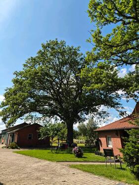 Foto - Bauernhaus, Landhaus in Bruchhausen-Vilsen zum Kaufen