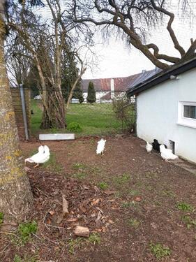 Foto - Einfamilienhaus zur Miete in Üttfeld