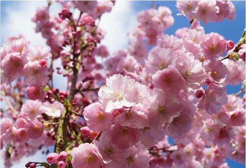 Foto - Einfamilienhaus in München zur Miete