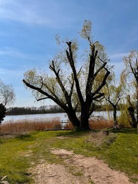 Foto - Bungalow in Neuruppin zum Kaufen