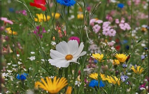 Foto - Schrebergarten NeuenkirchenRügen