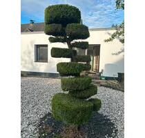 PraxisBüroräume zu vermieten - 950,00&nbsp;EUR Kaltmiete, ca.&nbsp; 10,00&nbsp;m&sup2; in Rees (PLZ: 46459)