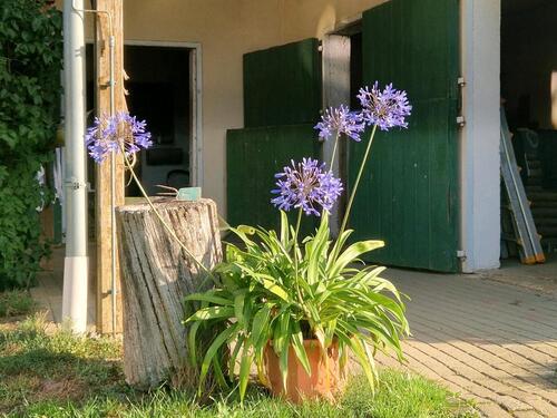 Foto - Einfamilienhaus in Birkenfeld zum Kaufen