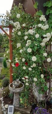 Foto - Grundst&uuml;ck zur Miete in Radeberg