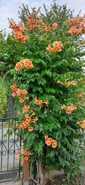 Foto - Grundst&uuml;ck in Radeberg