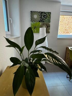 Foto - 2 Zimmer Etagenwohnung in Hamburg