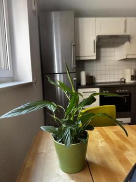 Foto - Etagenwohnung in Hamburg zur Miete