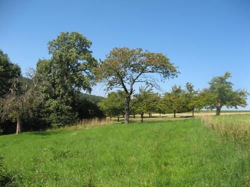 Foto - Schönes Wiesengrundstück mit Obstbäumen im Großraum Stuttgart