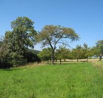 Schönes Wiesengrundstück mit Obstbäumen im Großraum Stuttgart - Mögglingen