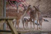 Foto - andere in Furth im Wald zur Miete