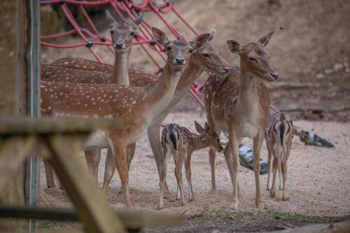 Foto - andere in Furth im Wald zur Miete