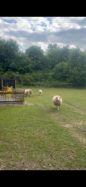 Foto - andere zur Miete in Buchholz in der Nordheide