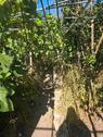 Foto - 4 Zimmer Reihenhaus zum Kaufen in Albisheim (Pfrimm)