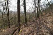 Foto - Auktion 11.06.2026 - Kleine Waldfläche in Trier - nahe Wohnsiedlung