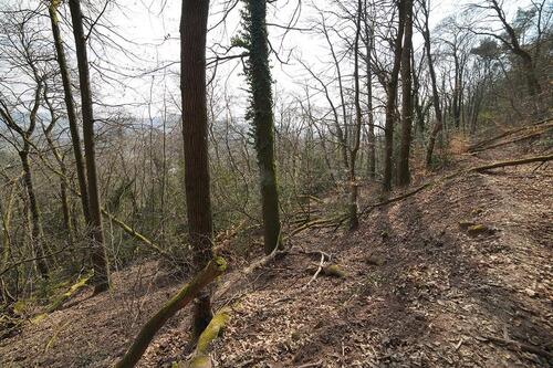 Foto - Auktion 11.06.2026 - Kleine Waldfläche in Trier - nahe Wohnsiedlung