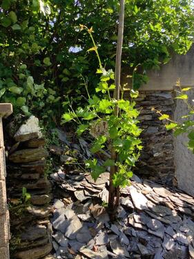 Foto - andere in Piesport