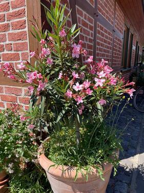 Foto - Einfamilienhaus in Suderburg